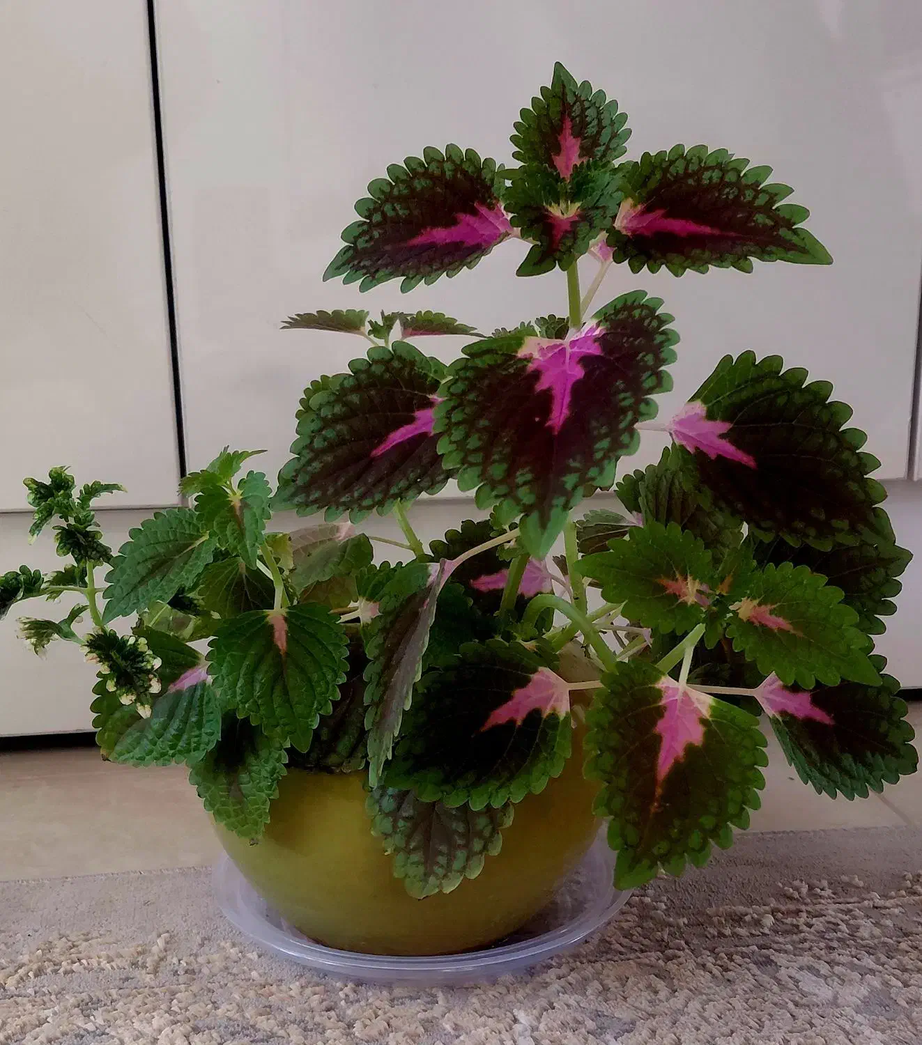 گل حسن یوسف|گل و گیاه طبیعی|کرمانشاه, |دیوار