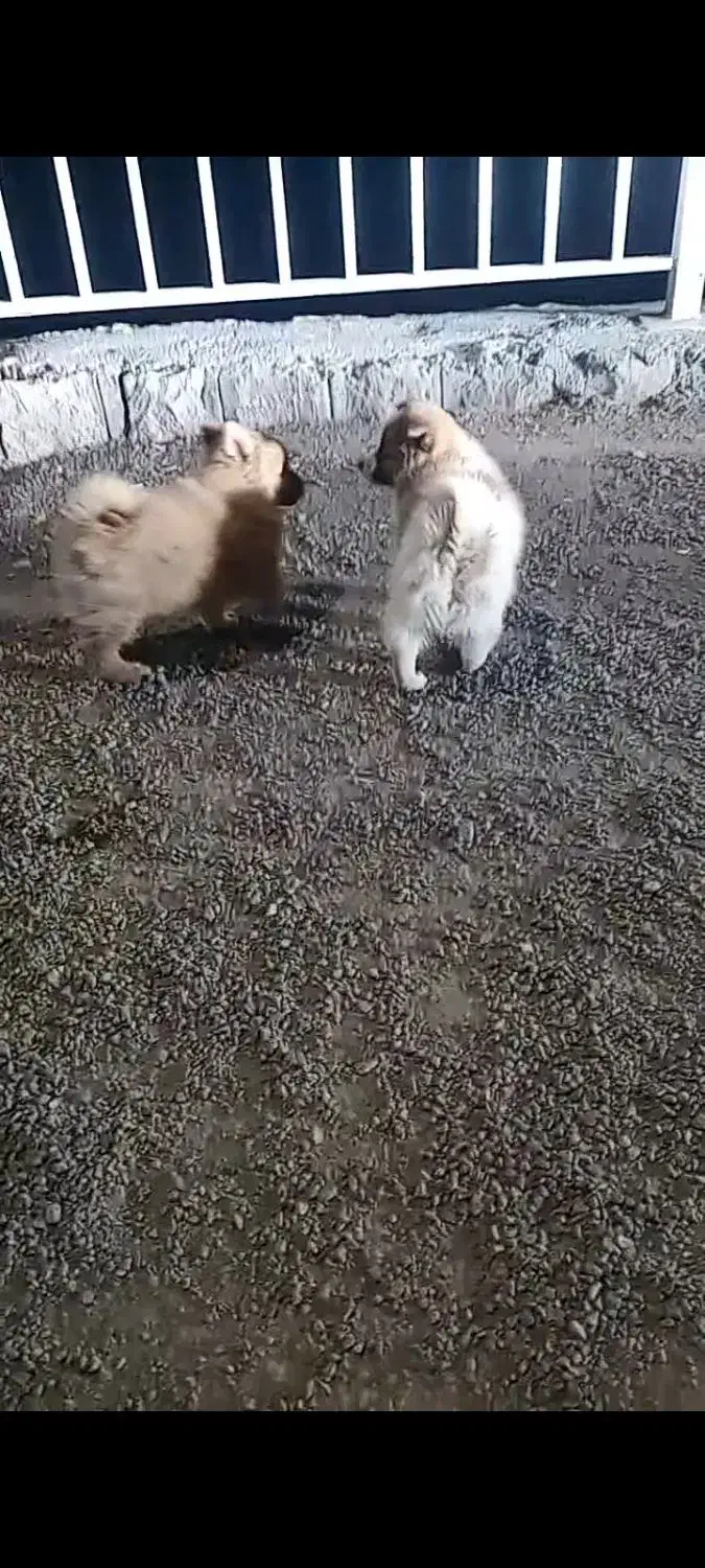 توله قهوه ای سفید هدیه میشع ب مبلغ توافقی|سگ|شیروان (خراسان), |دیوار