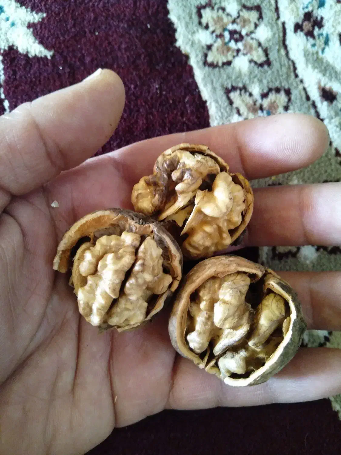 گردو بوانات پوست کاغذی|خوردنی و آشامیدنی|زرقان, |دیوار