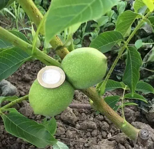 پیش فروش نهال|خدمات باغبانی و درختکاری|تهران, دکتر هوشیار|دیوار