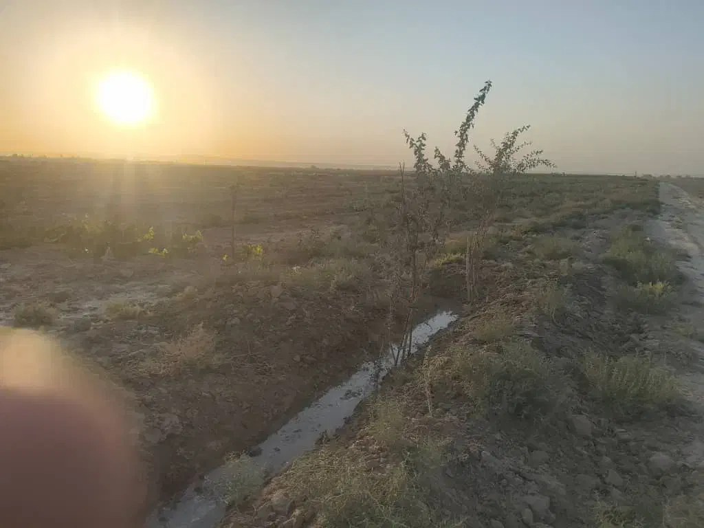 فروش باغ پسته|فروش دفتر صنعتی، کشاورزی، تجاری|سمنان, |دیوار