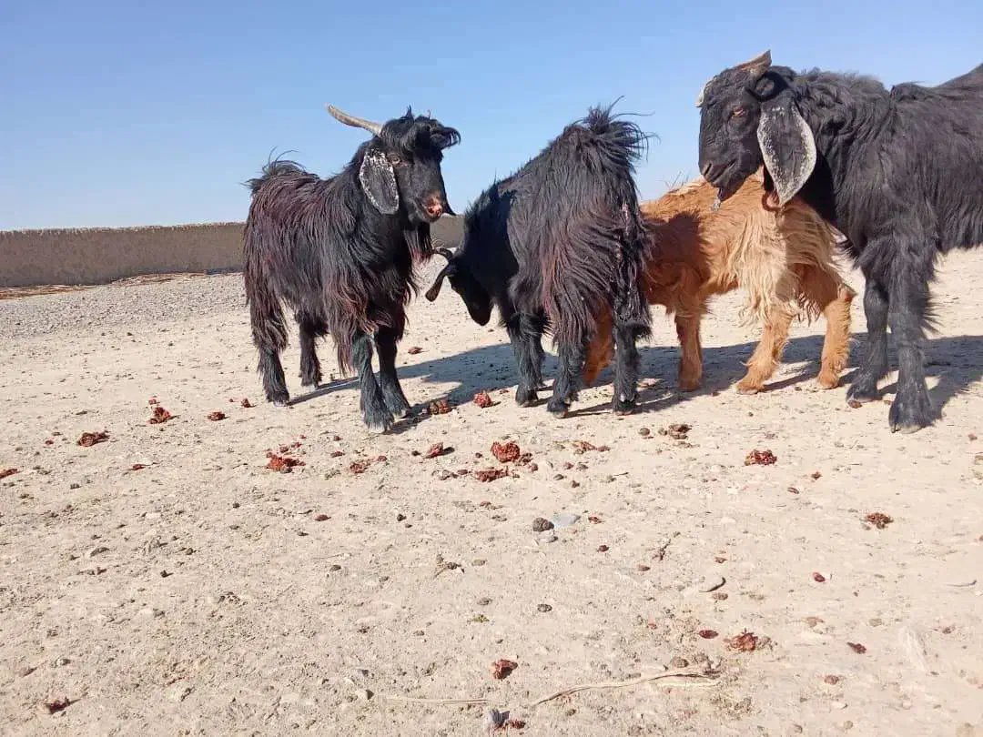 تعداد چهارتا تروشت فروشی بصورت تکی و یک جاه|حیوانات مزرعه|سیب و سوران, |دیوار