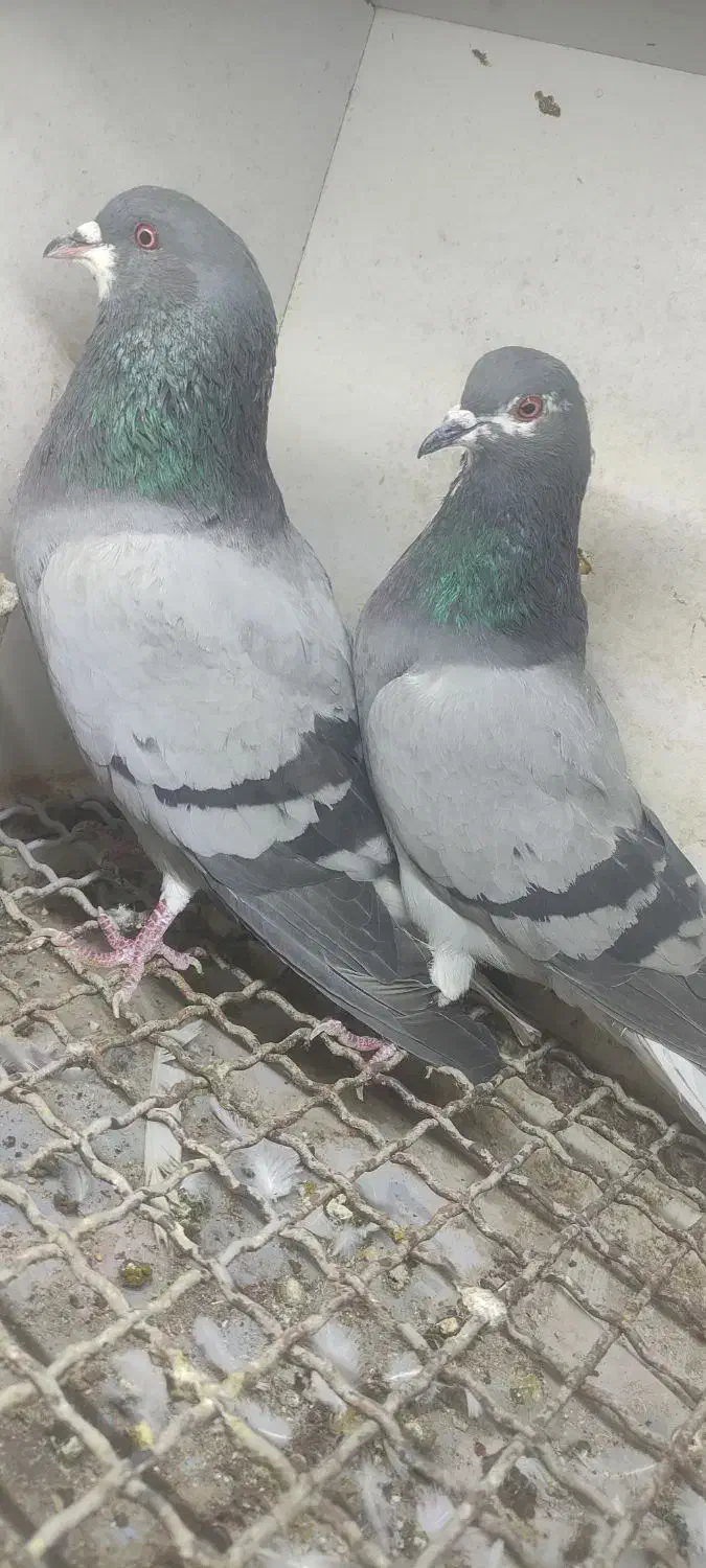 خرقه کیپ کج دم بدرنگ|پرنده|فولادشهر, مسکن مهر فولادشهر|دیوار