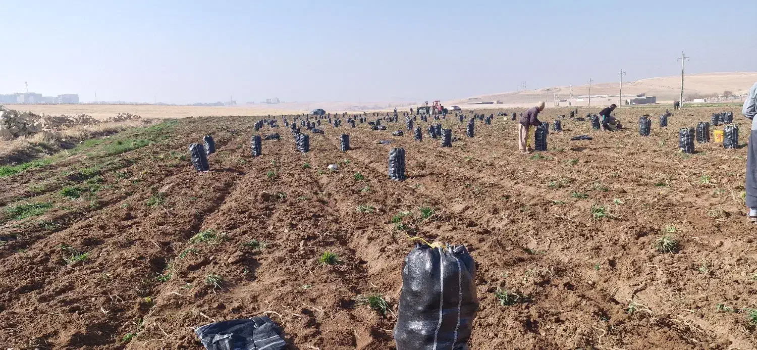 سیب زمینی بذر سانتا|عمده‌فروشی|بوکان, |دیوار