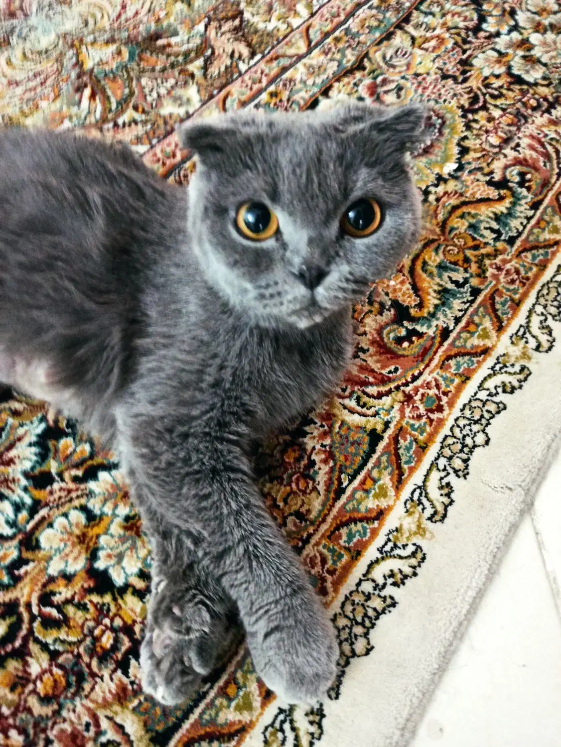 گربه اسکاتیش فولد اصل چشم نارنجی|گربه|کرمان, |دیوار