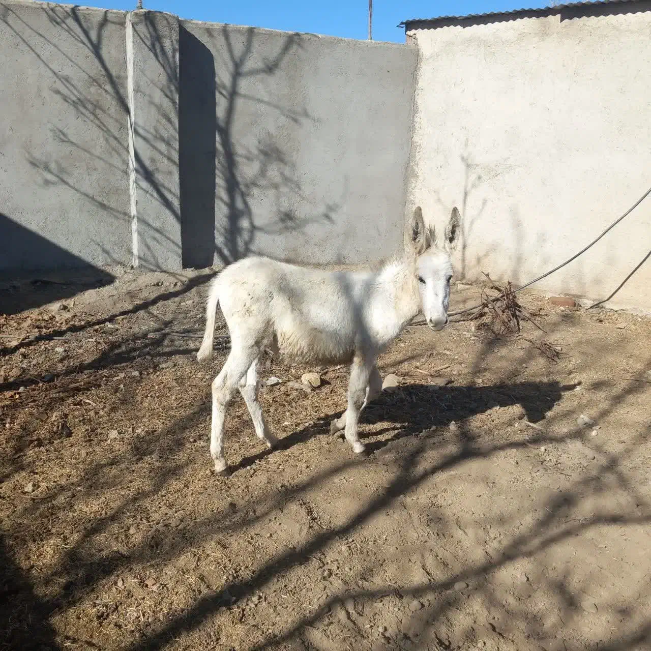کره الاغ نر سفید|حیوانات مزرعه|درگزین, |دیوار