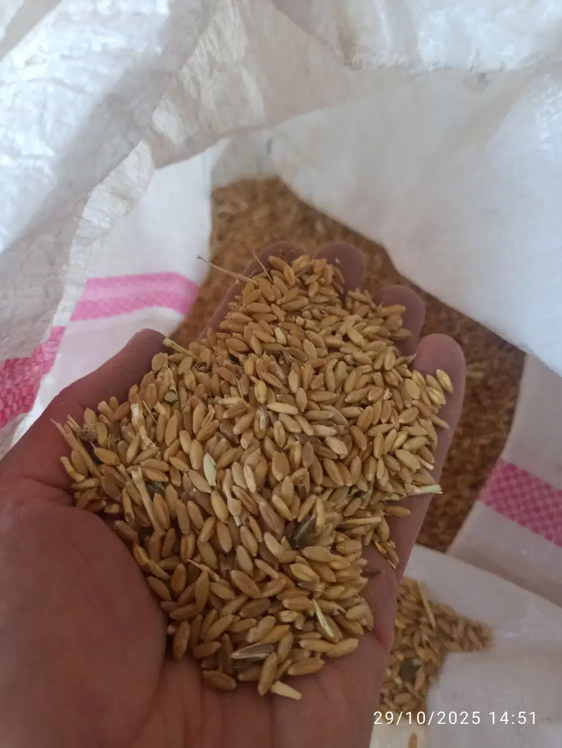 گندم اسینم (نقدی)|خوردنی و آشامیدنی|دهگلان, |دیوار