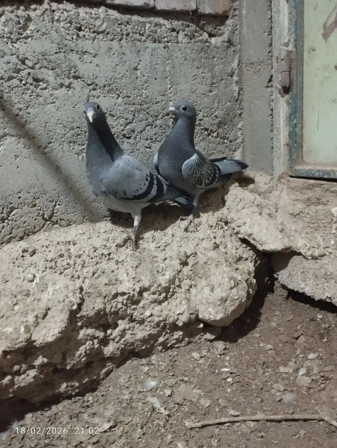 کفتر جوجه|پرنده|اردبیل, |دیوار