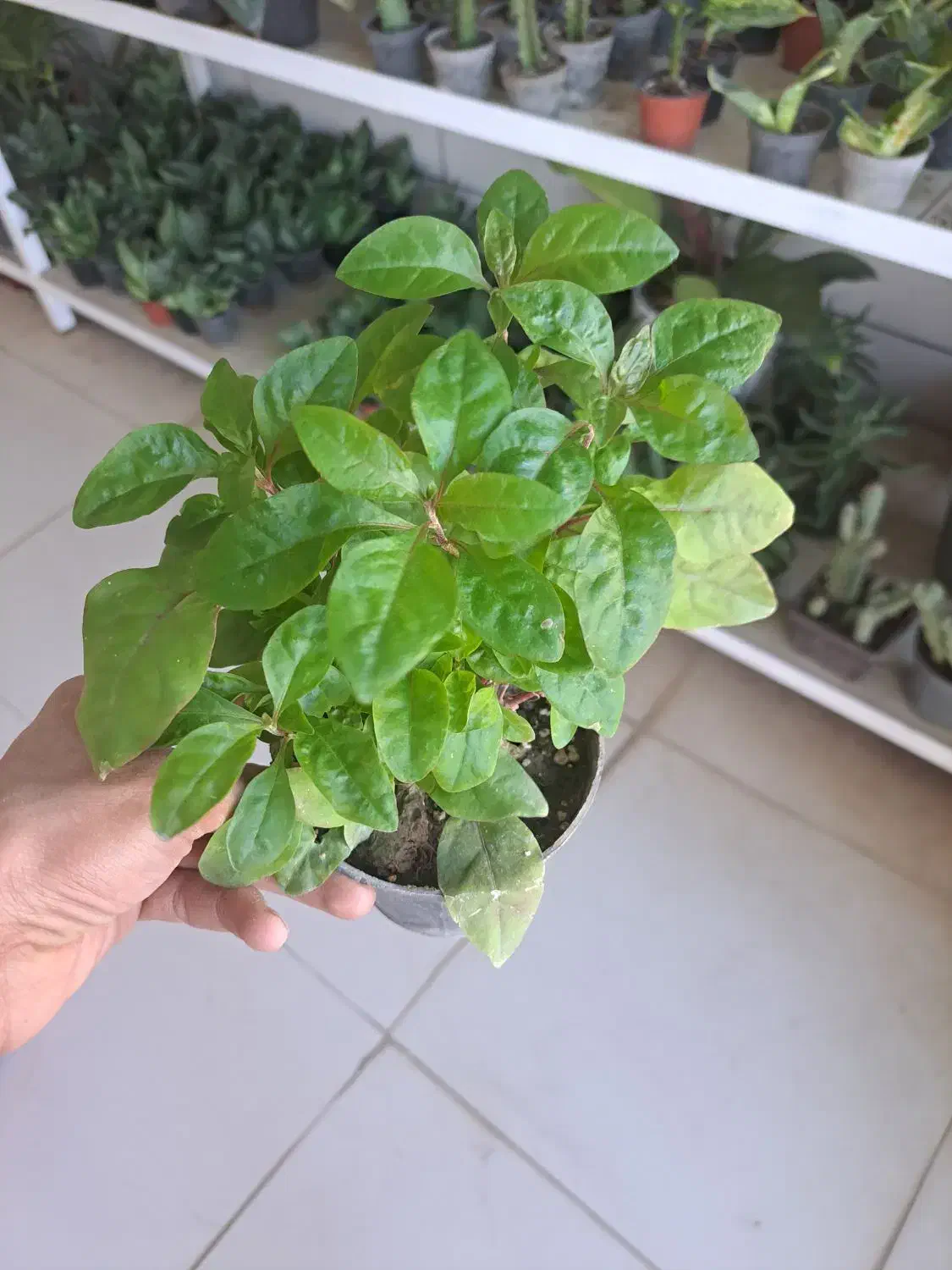 فروش انواع گل آپارتمانی و پیاز نرگس|گل و گیاه طبیعی|بیرجند, |دیوار