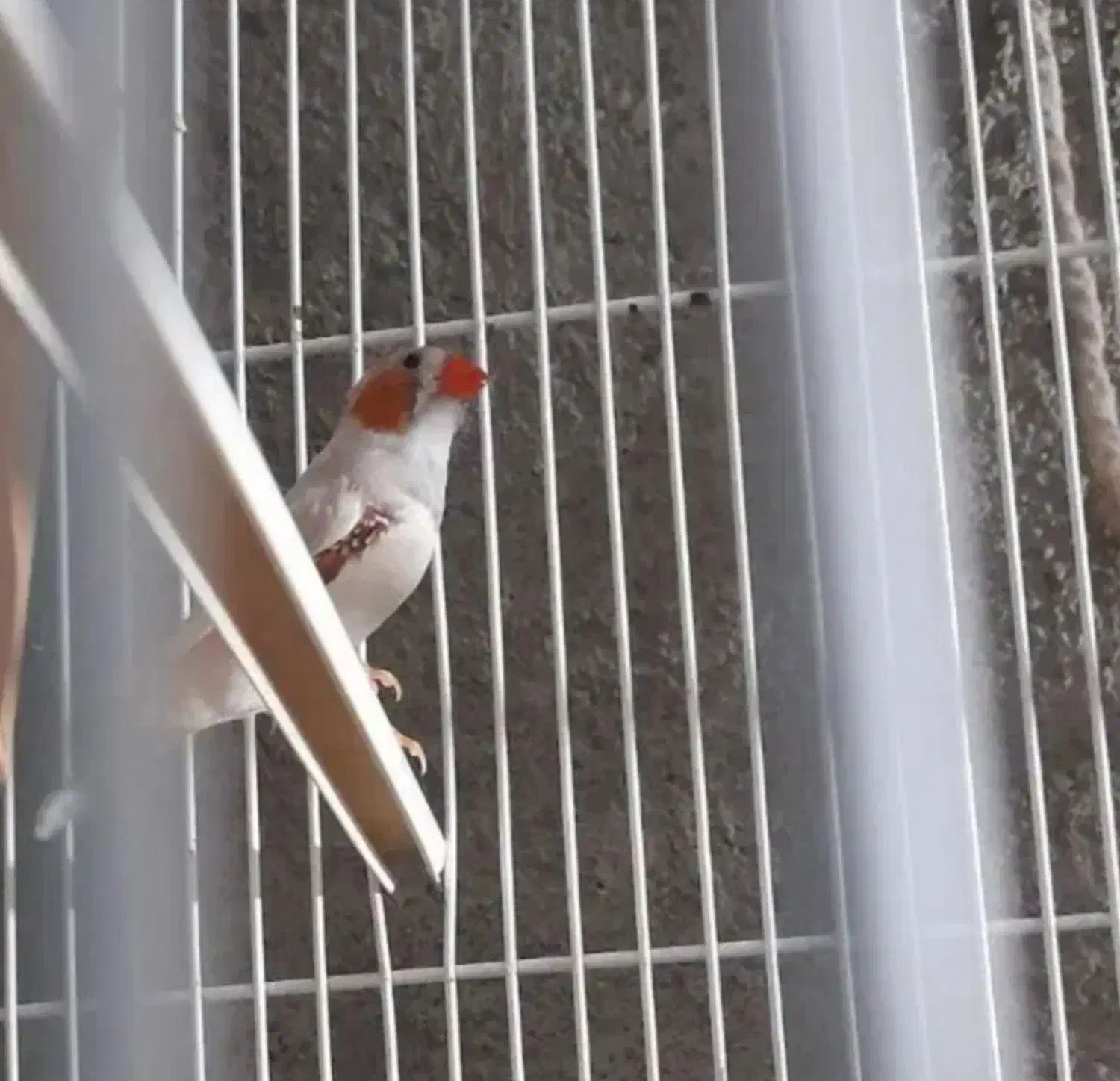 یه جفت فنچ تخم جوجه درست|پرنده|بردسکن, |دیوار