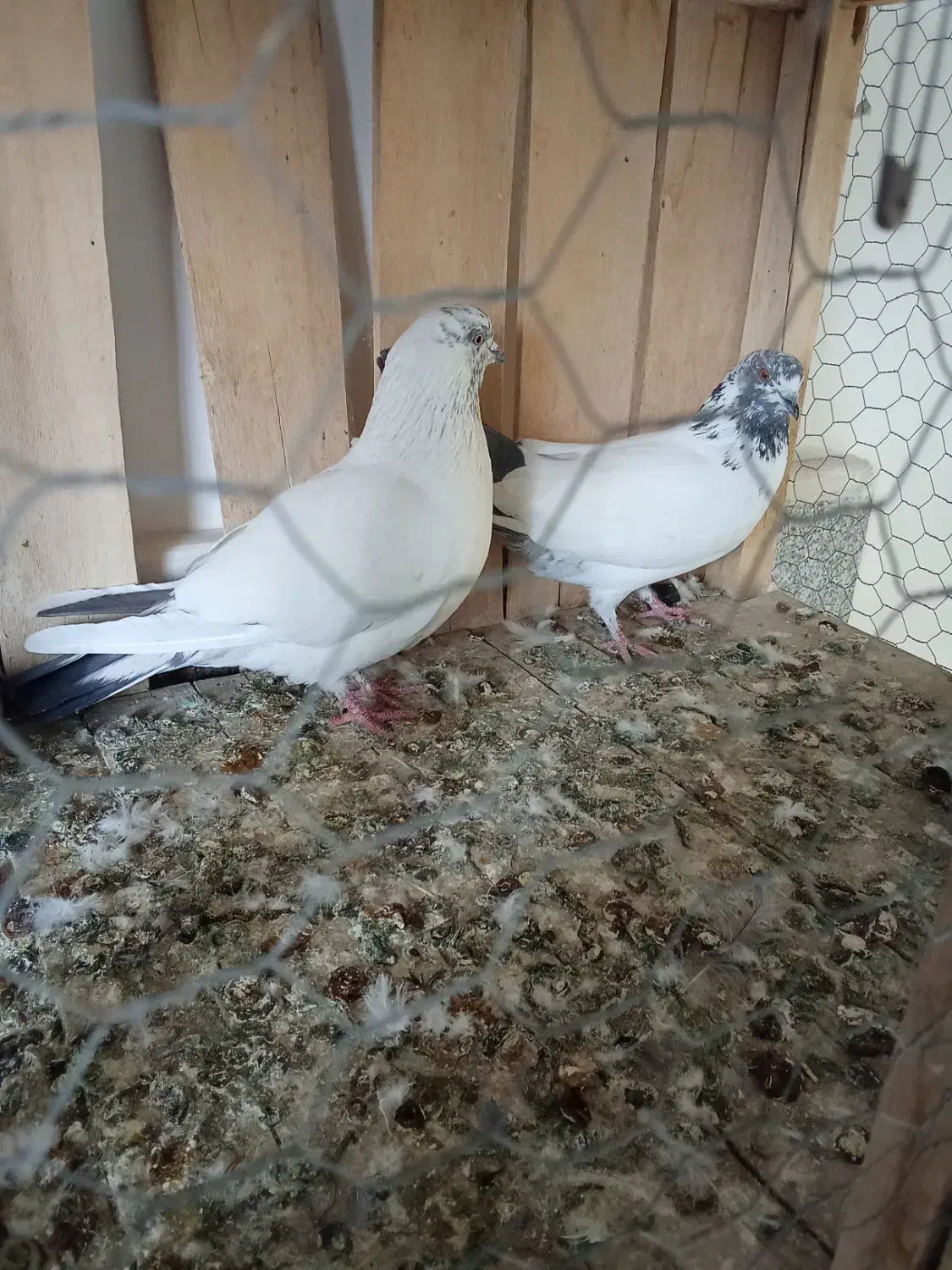 کبوتر|پرنده|قم, شهدا|دیوار