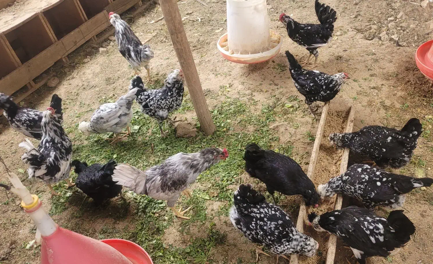 تخم مرغ نطفه دار گلین|حیوانات مزرعه|شهرکرد, |دیوار