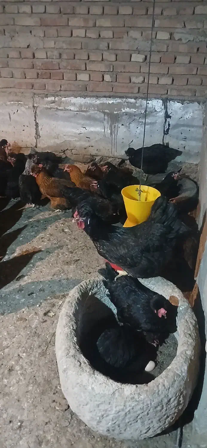 مرغ محلی|حیوانات مزرعه|مرند, |دیوار