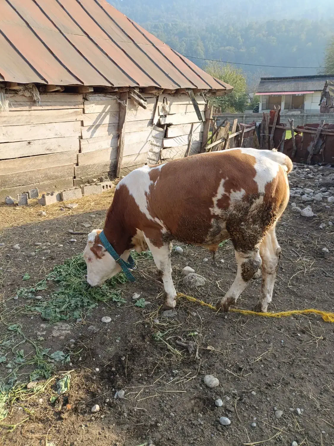 گاو(گوساله) نر سیمینتال اصل جنس|حیوانات مزرعه|پایین هولار, |دیوار