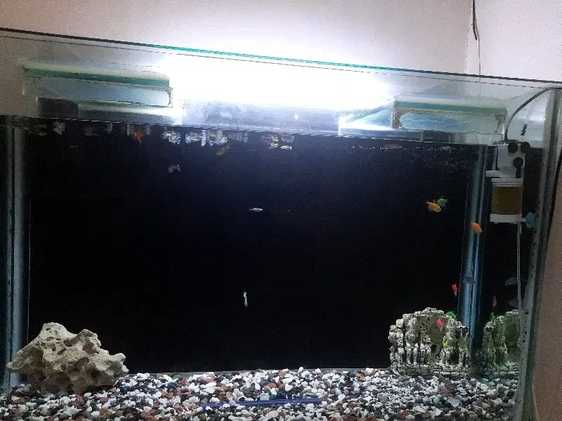 اکواریوم|ماهی|فردیس, ثابتی|دیوار