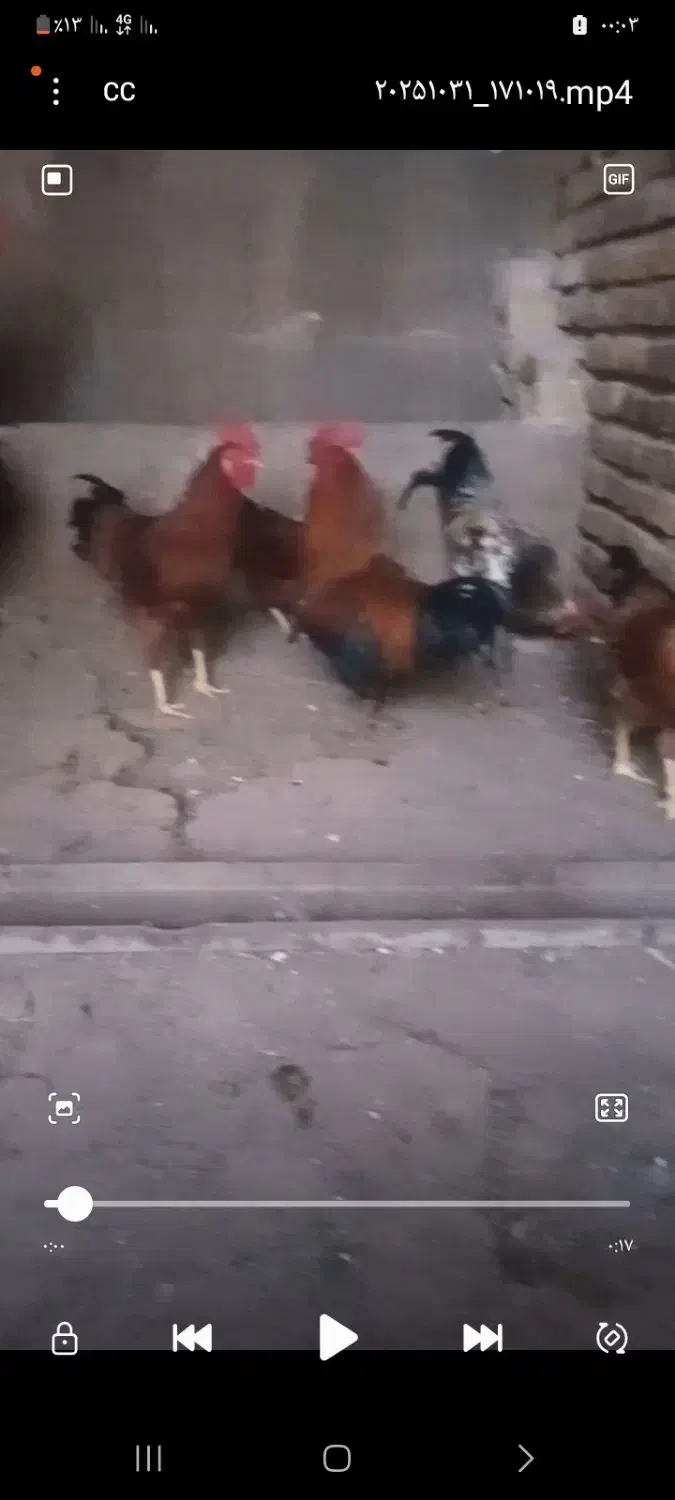 خروس محلی|حیوانات مزرعه|تاکستان, |دیوار