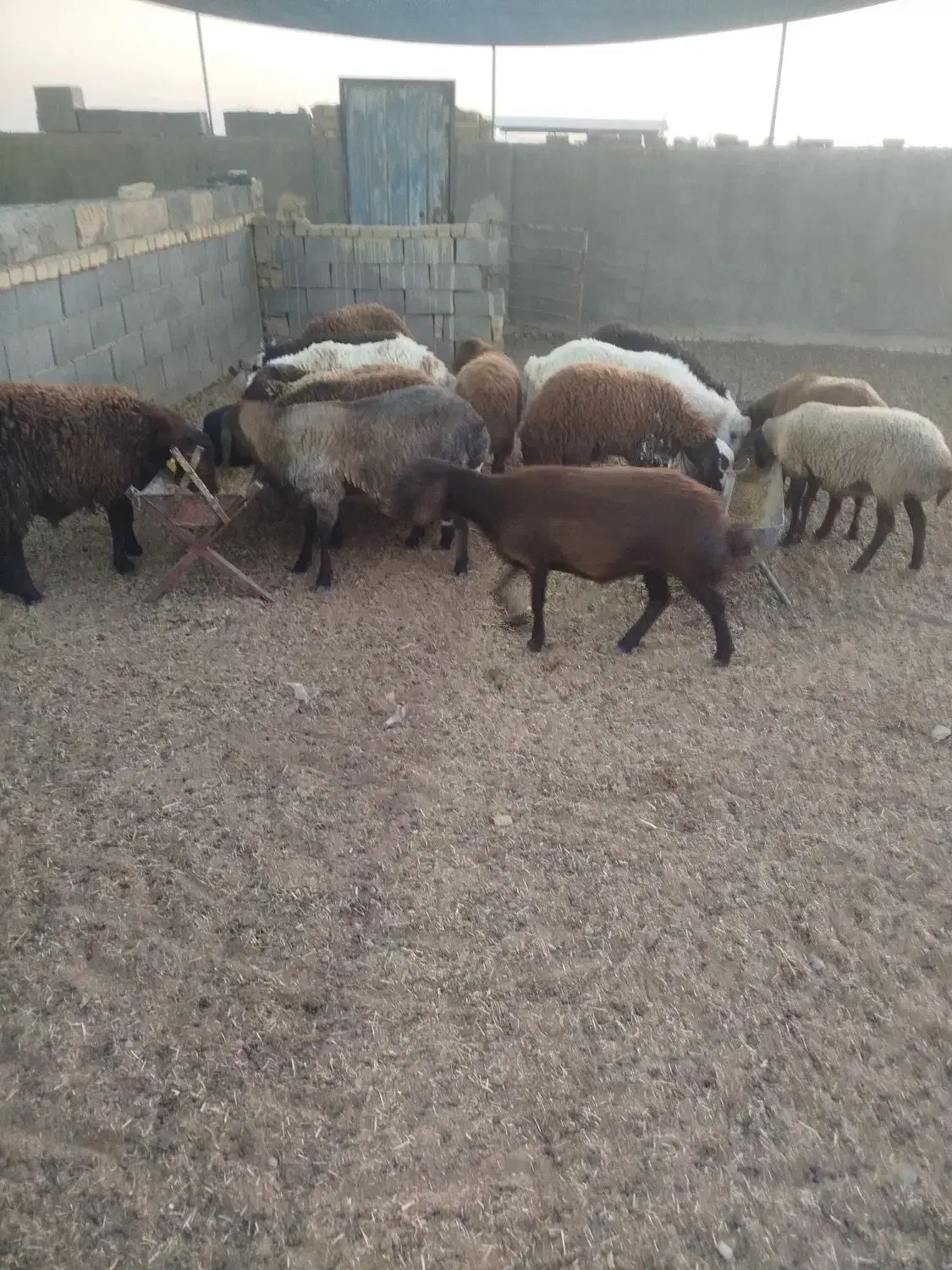 بره نر و ماده|حیوانات مزرعه|اژیه, |دیوار