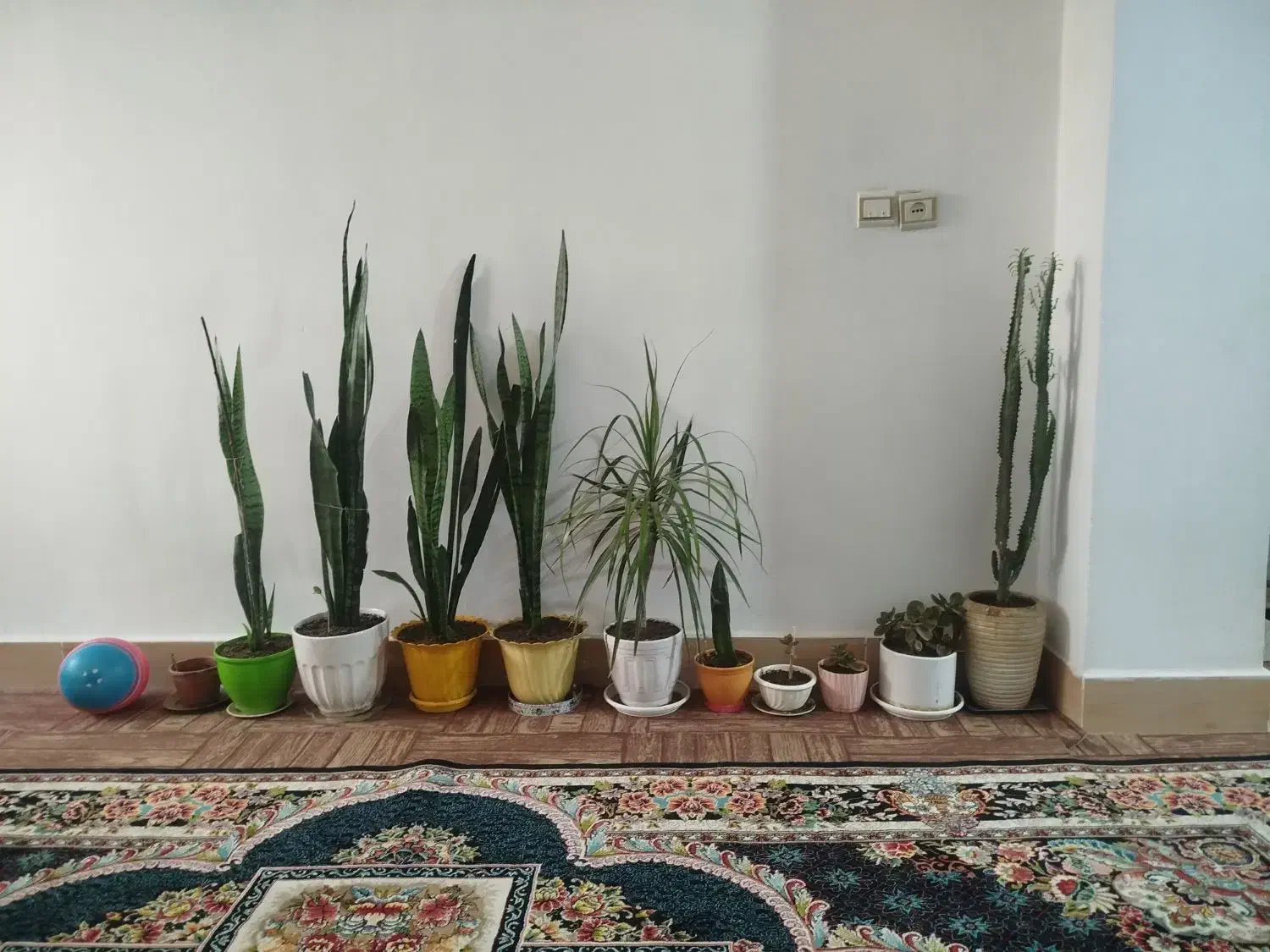 گل سان سوریا|گل و گیاه طبیعی|بهارستان, |دیوار