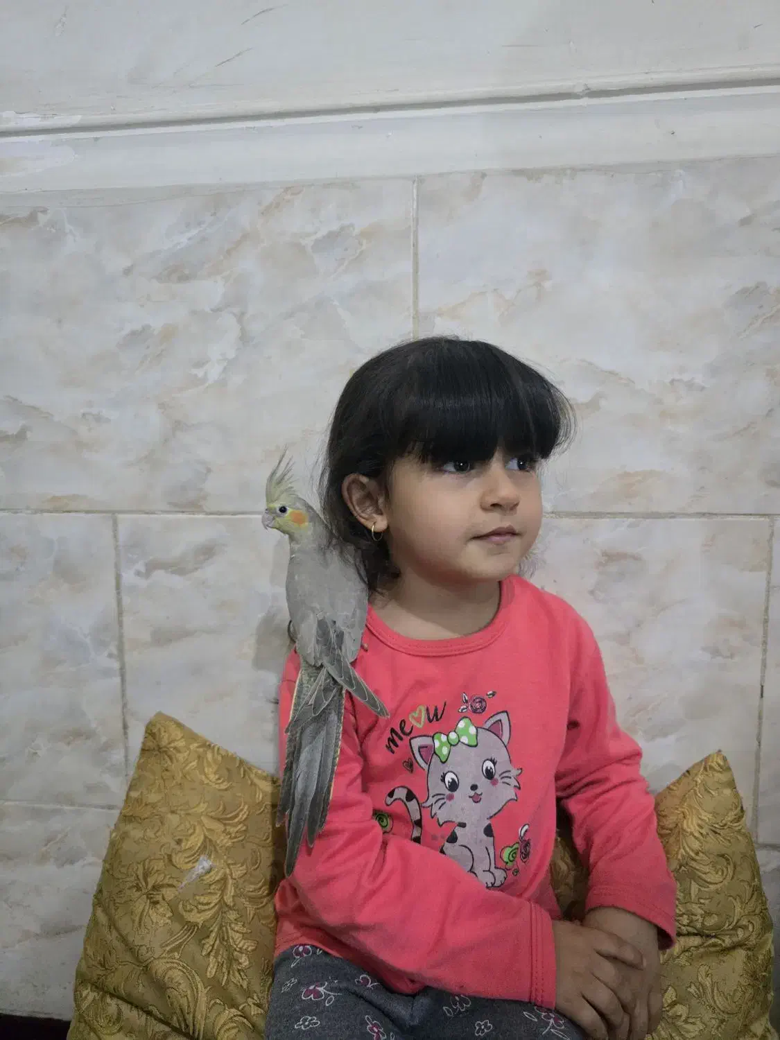 عروس هلندی فول دستی|پرنده|شیراز, دست خضر|دیوار