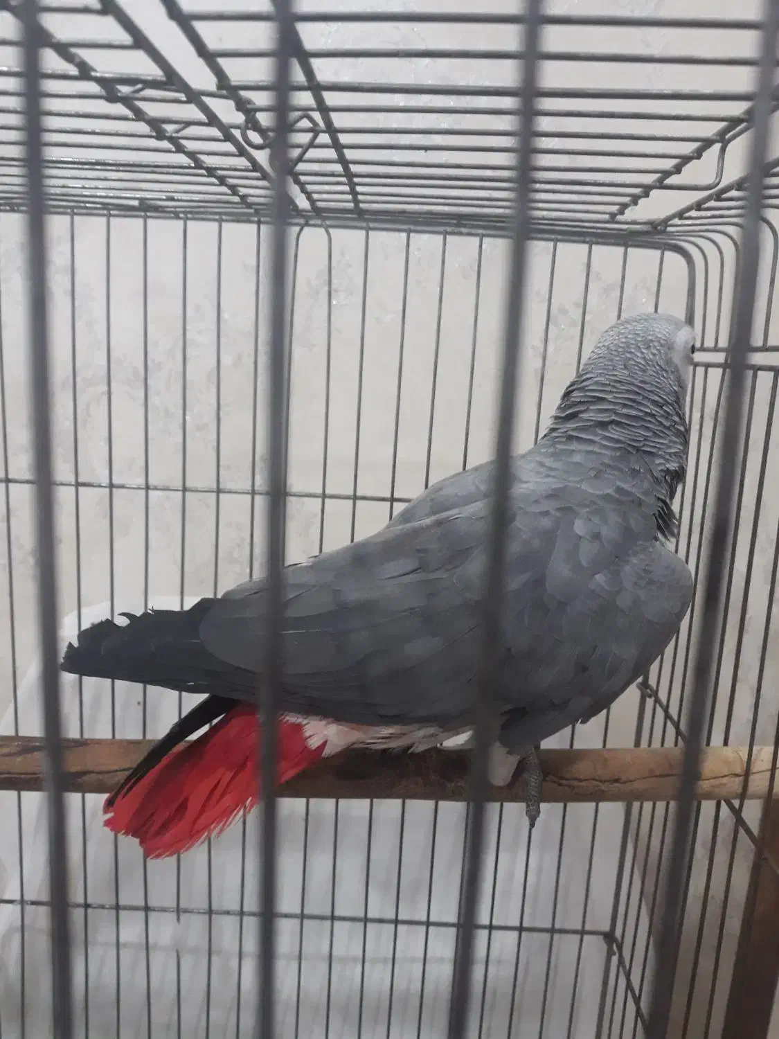 کاسکو|پرنده|اهواز, شهرک دانشگاه|دیوار