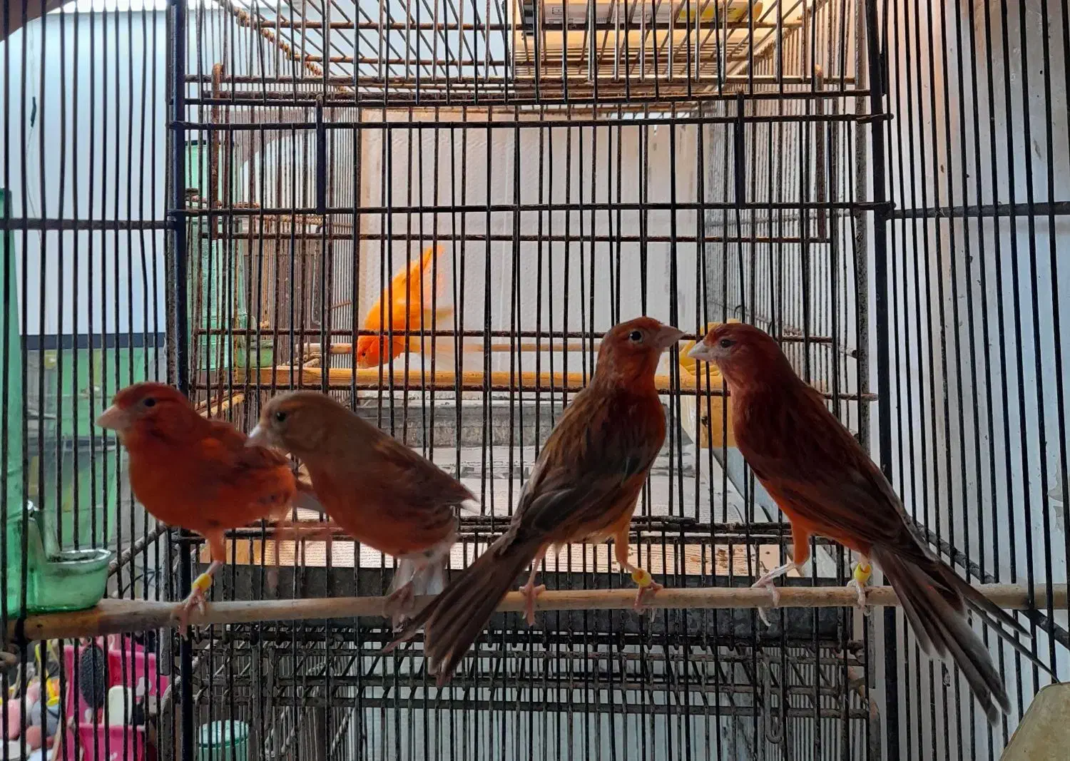 قناری ماده دارچینی|پرنده|قائمشهر, |دیوار