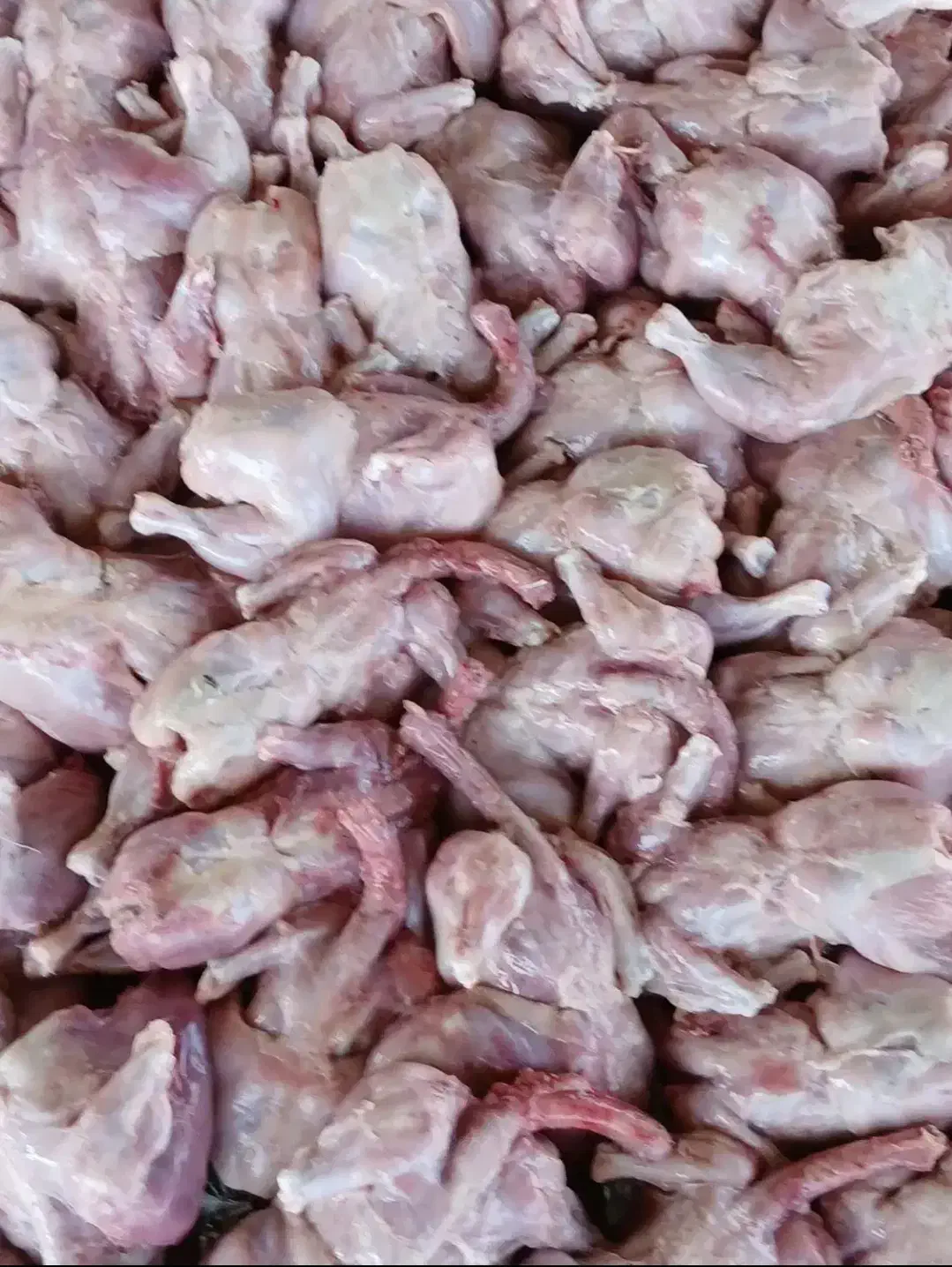 تلفات پاک شده غذای سگ و گربه عمده جزئی|لوازم جانبی حیوانات|نیشابور, فضل|دیوار