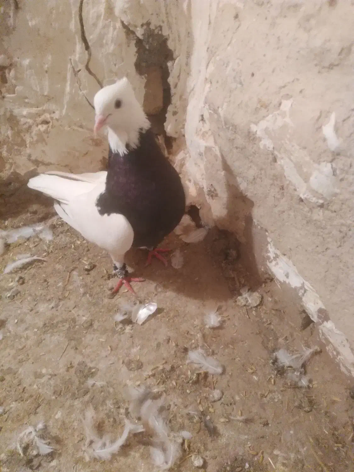 سلام چنتا طوقی فروشی نر ماده|پرنده|ملک‌آباد, |دیوار