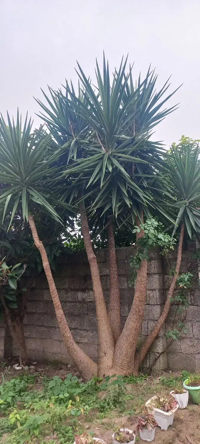 دو عدد گل یوکا بزرگ ۵متری|گل و گیاه طبیعی|کیاشهر, |دیوار