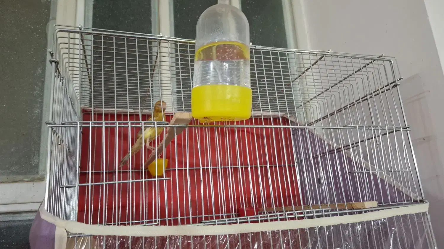 قناری نر و ماده|پرنده|یزد, |دیوار