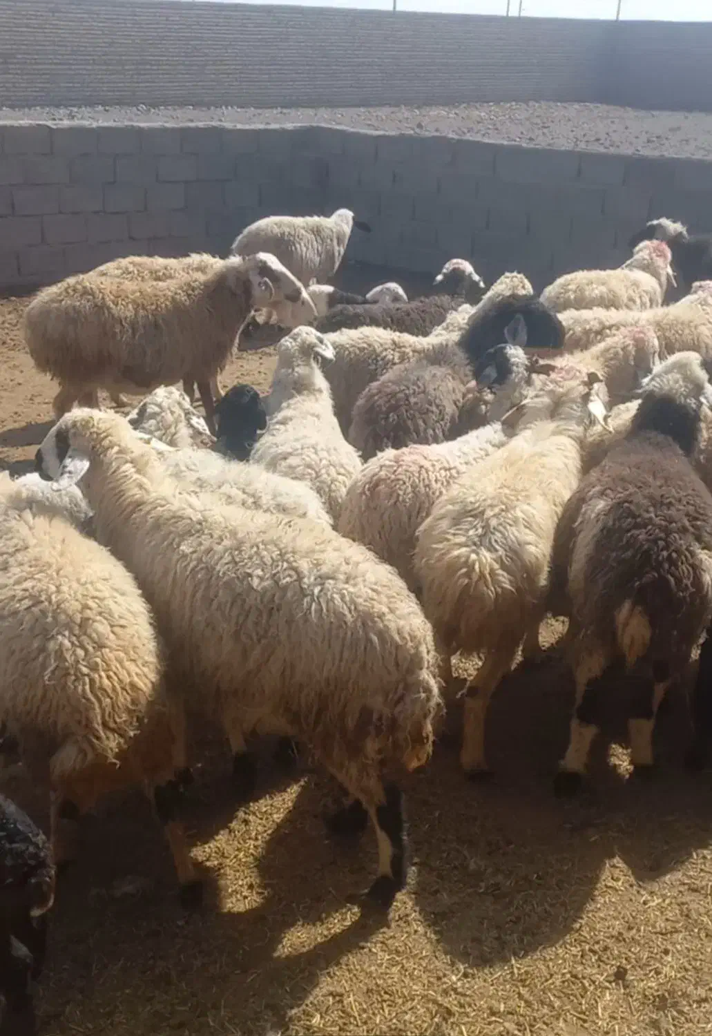 ۲۶ راس میش زایده|حیوانات مزرعه|شهر بابک, |دیوار