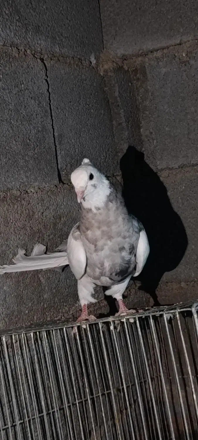 فروش کبوتر فوری|پرنده|یاسوج, |دیوار