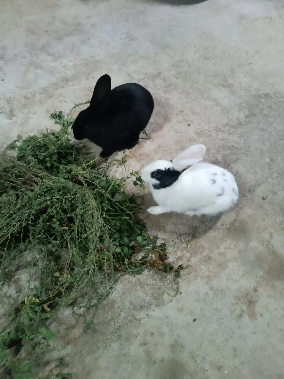 خرگوش اهلی|موش و خرگوش|عطاملک, |دیوار