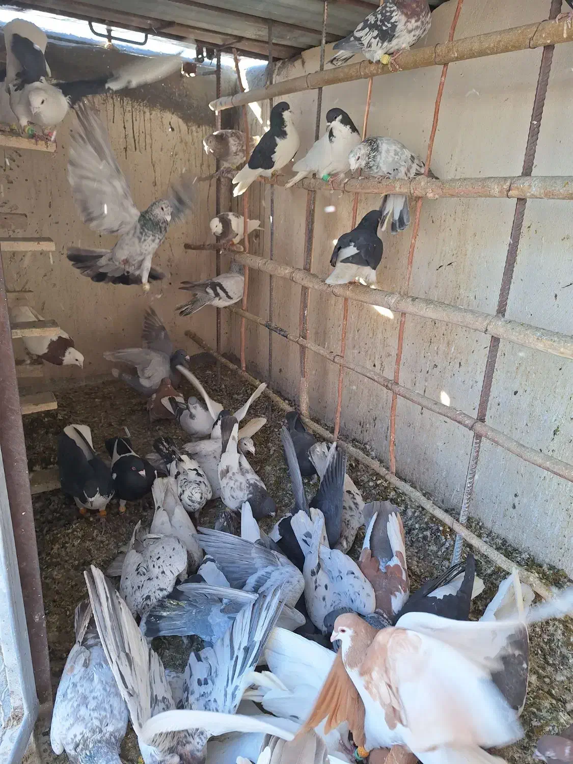 کفتر پرشی|پرنده|زاویه, |دیوار