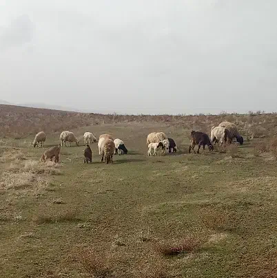 میش وبره|حیوانات مزرعه|کرمانشاه, |دیوار