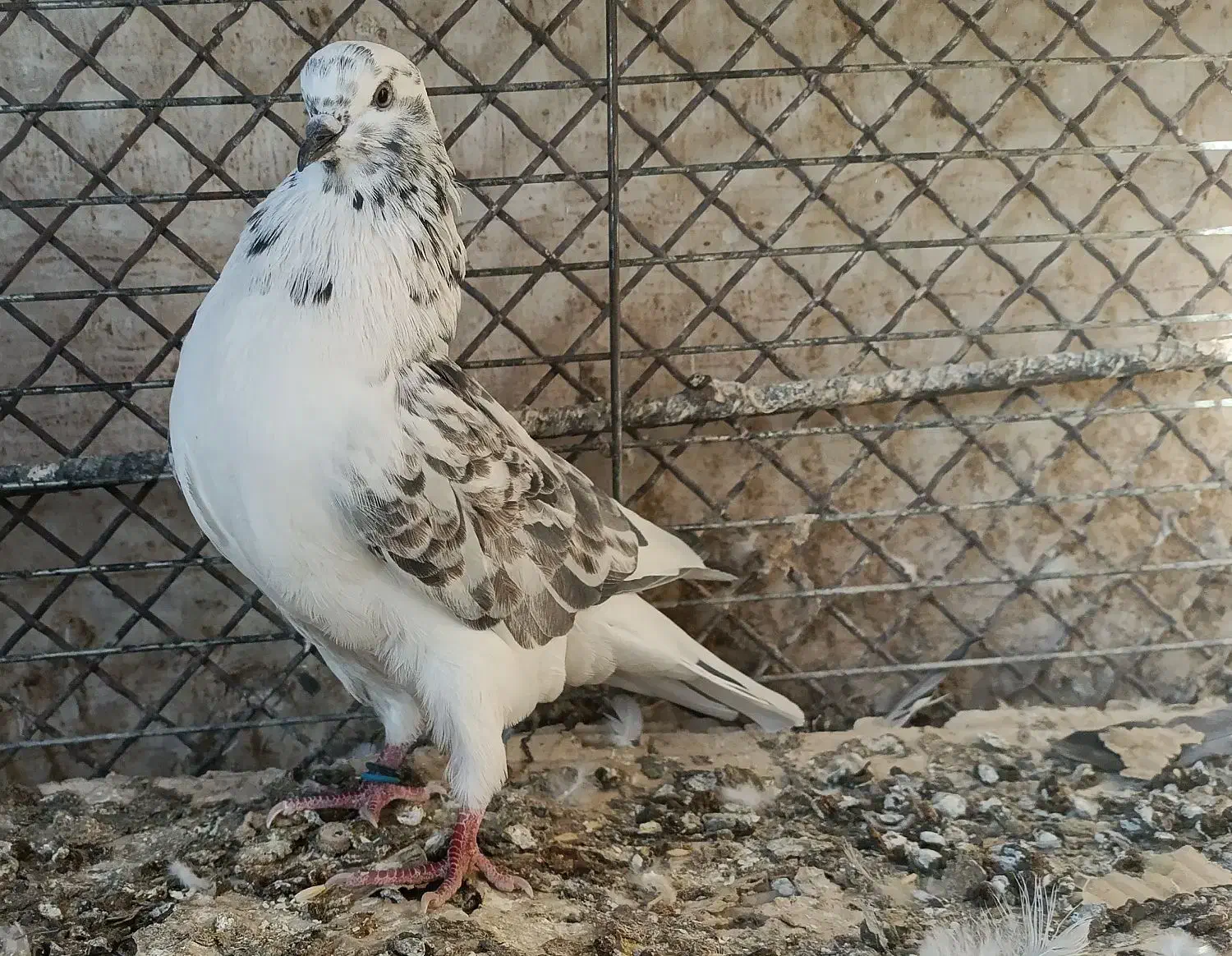 کبوتر مفلق پرش سنگین|پرنده|بروجن, |دیوار