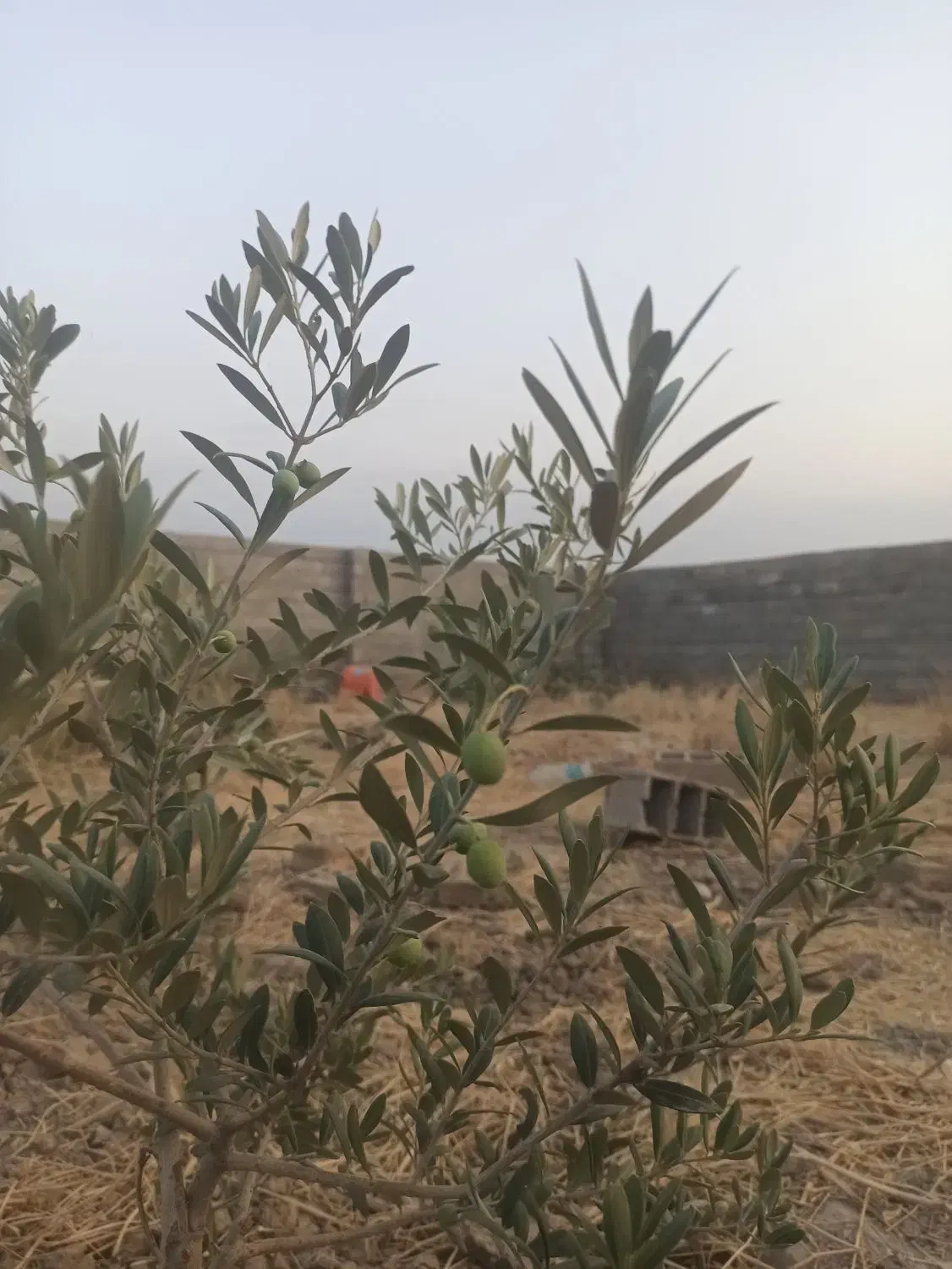 زمین مسکونی امانقره جه|فروش زمین و ملک کلنگی|گنبد کاووس, |دیوار