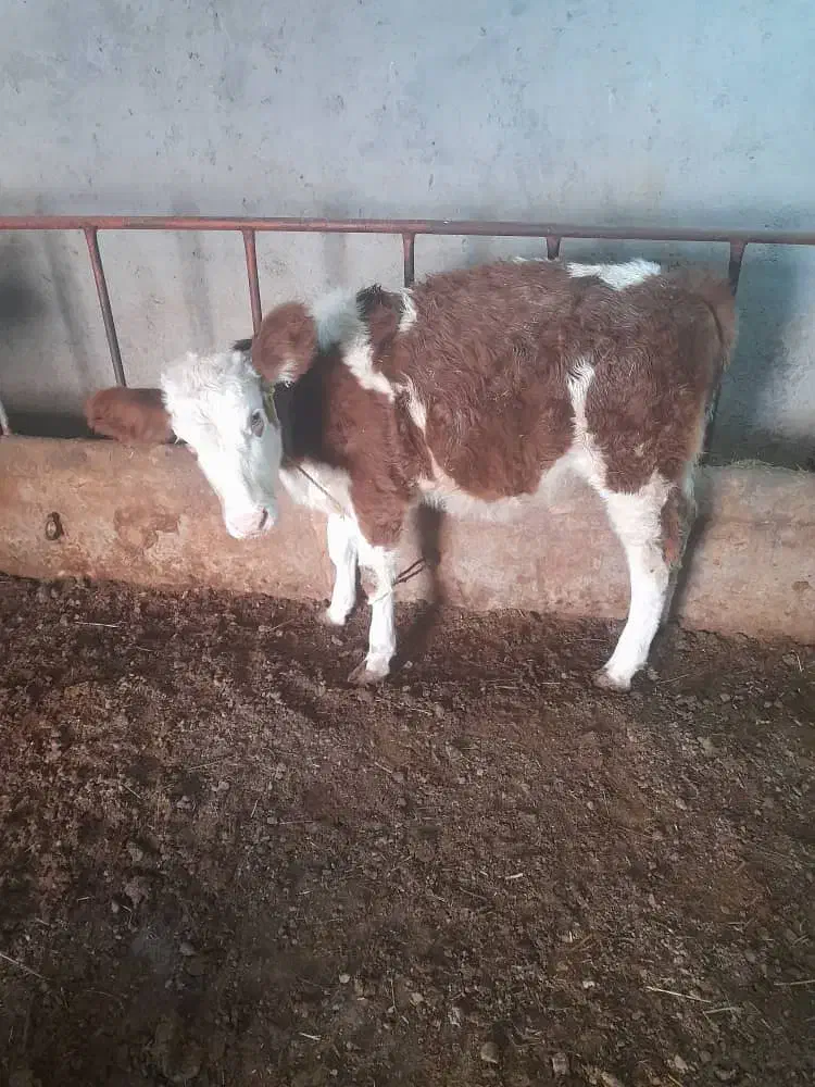 فروش سه راس گوساله نر|حیوانات مزرعه|جعفرآباد, |دیوار