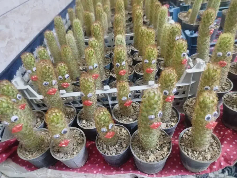 گل و گیاه|گل و گیاه طبیعی|قم, پردیسان|دیوار