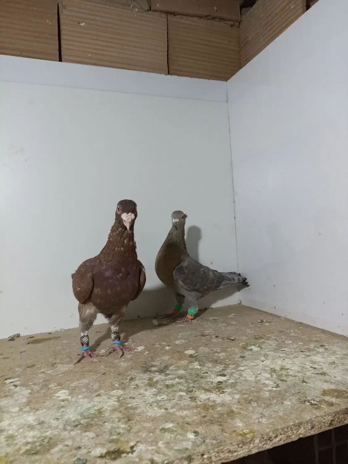 کبوتر پرشی|پرنده|سبزوار, هویزه|دیوار