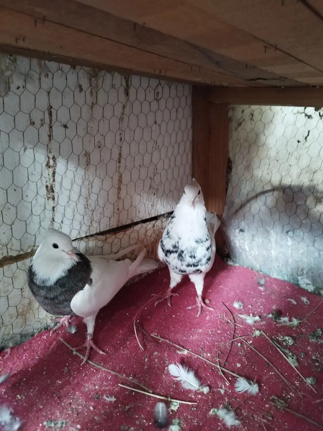 کبوتر|پرنده|سوسنگرد, |دیوار