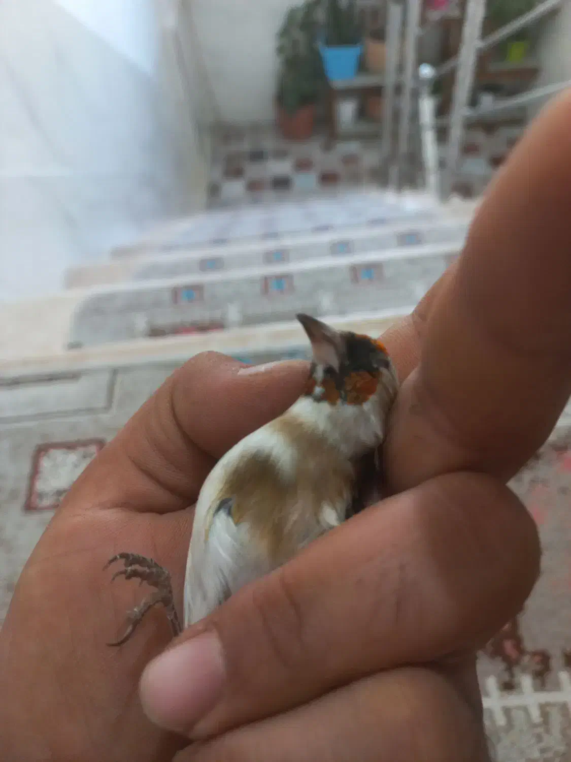 پرنده سهره چونه خطی|پرنده|اردبیل, |دیوار