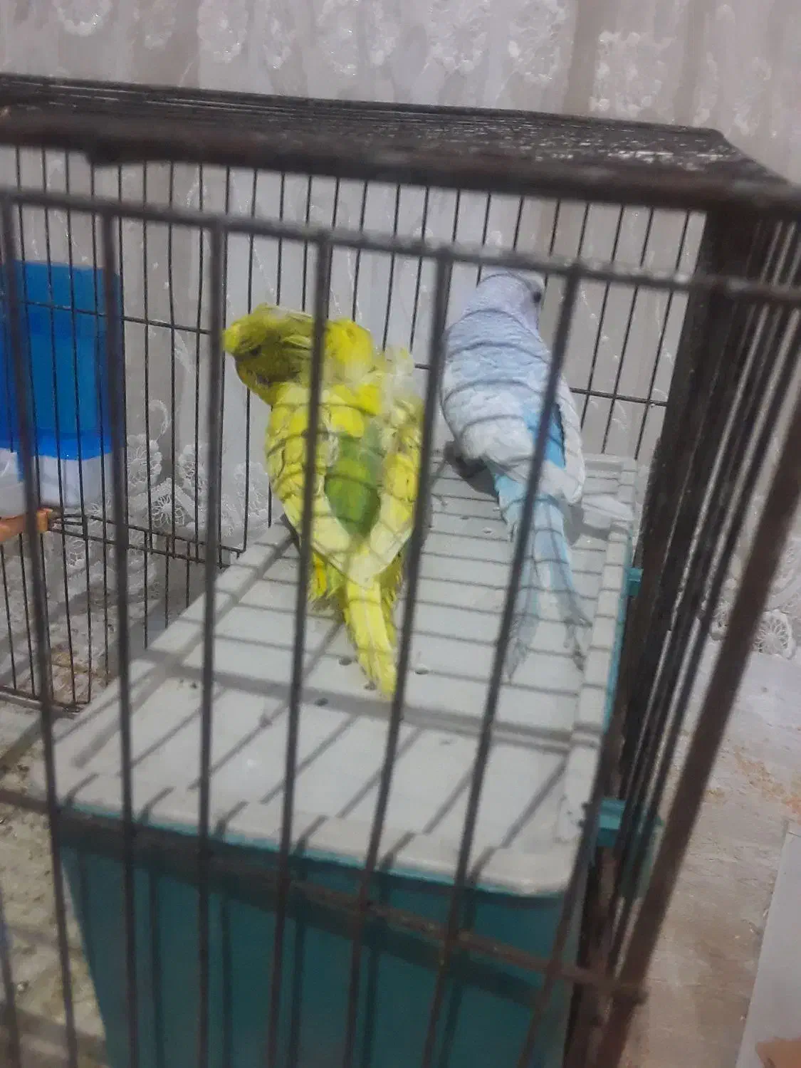 مرغ عشق|پرنده|تبریز, |دیوار