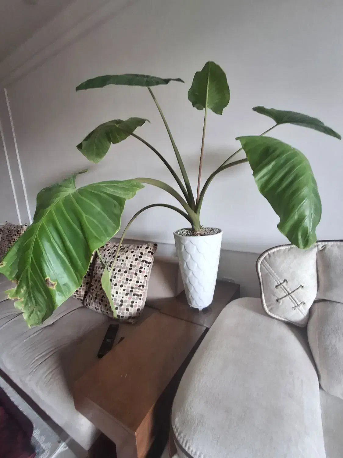 گل با با آدم|گل و گیاه طبیعی|ارومیه, |دیوار