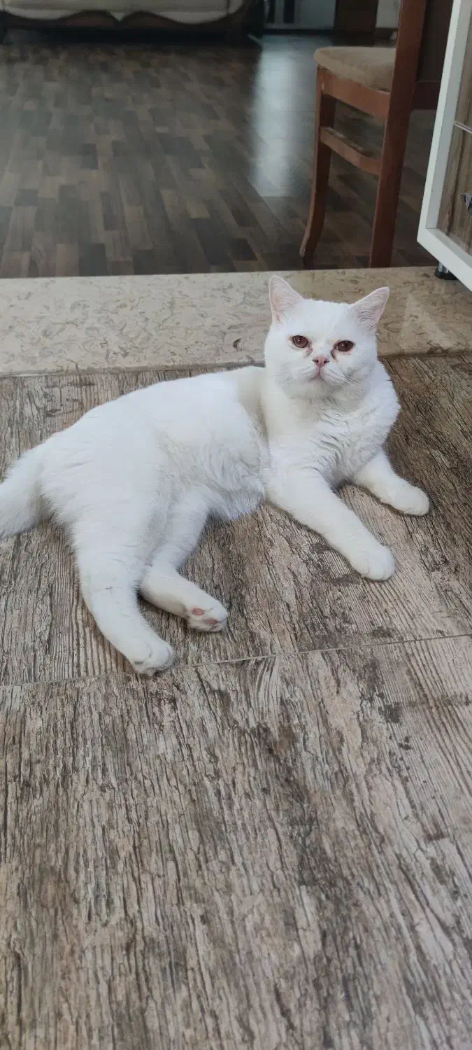 گربه پرشین بریتیش|گربه|نقده, |دیوار