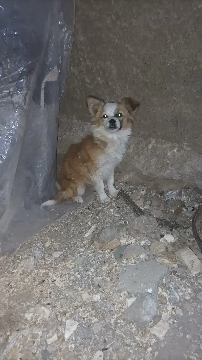 گوش تیز|سگ|تربت‌حیدریه, شهید قرنی|دیوار