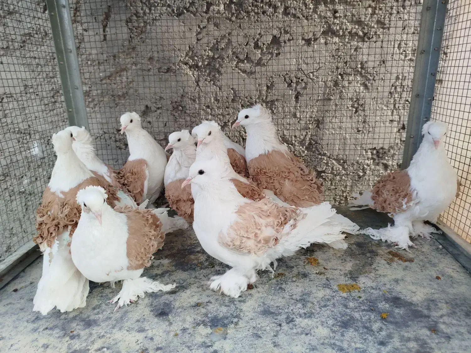 دوکت جکسون|پرنده|اصفهان, ارغوانیه|دیوار