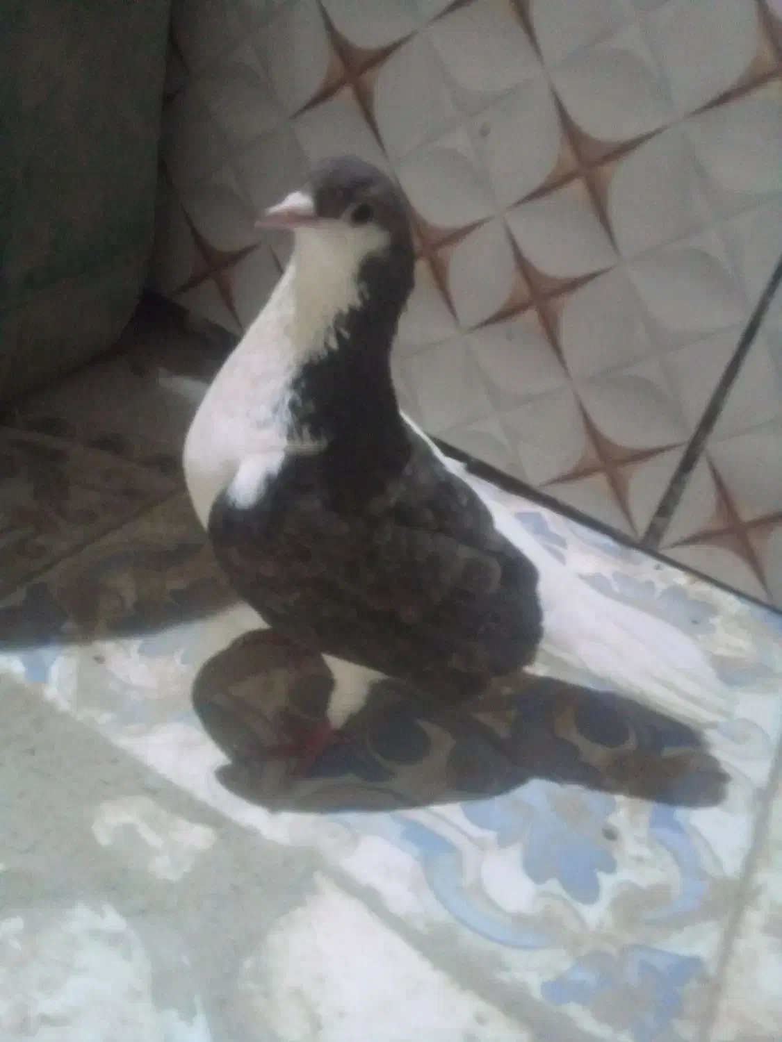 کبوتر ماده ساده چپ|پرنده|زهک, |دیوار