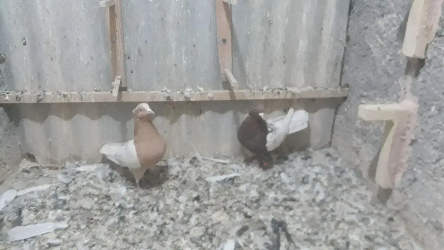 نروماده کمر زردوسرخ|پرنده|سبزوار, امیر کبیر|دیوار