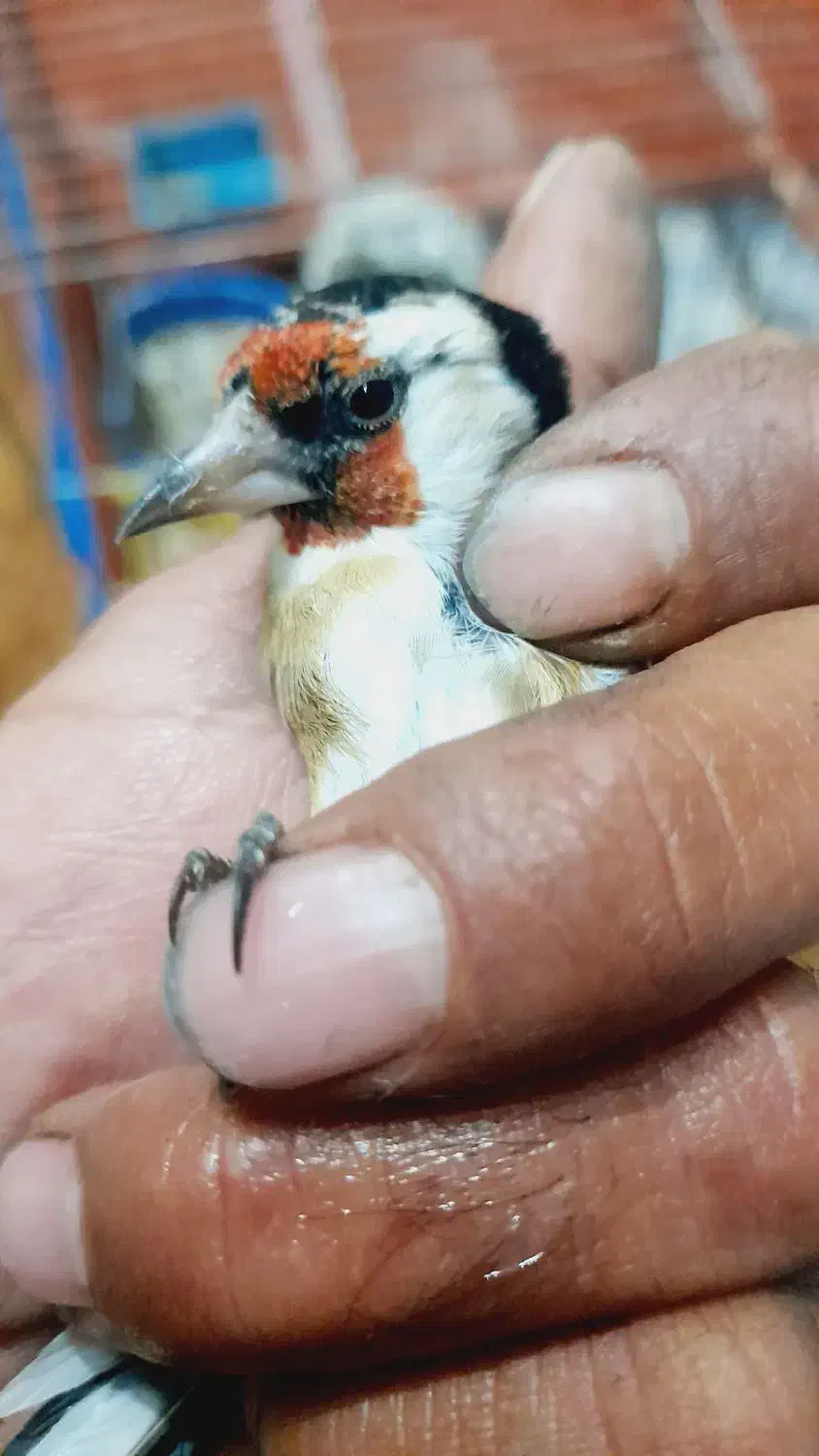 سهره فروش یا معاوضه|پرنده|شاهینشهر, حافظ شمالی|دیوار