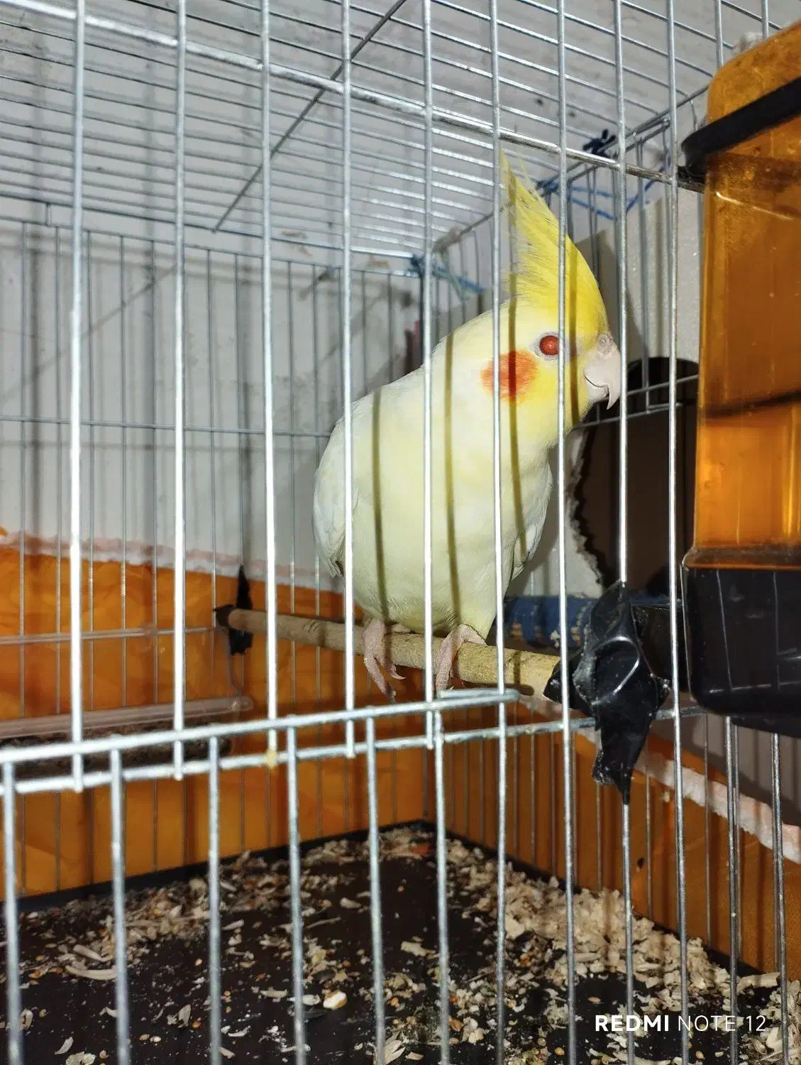 عروس هلندی نر و ماده|پرنده|آبادان, |دیوار